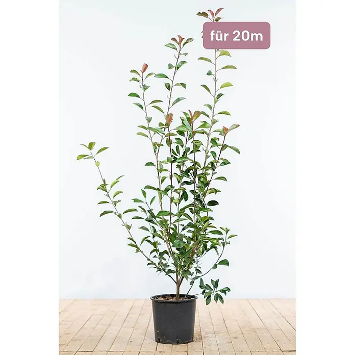 Heijnen Pflanzen Glanzmispel 100-125 cm - 50 St. für 20 Meter - Photinia fraseri 'Red Robin', Topfgröße: 25 cm - Junge Topfpflanze mit grünen und rötlichen Blättern im schwarzen Topf, beschriftet 'für 20m'.