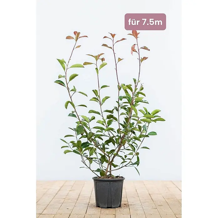 Heijnen Pflanzen Glanzmispel 60-80 cm - 23 St. für 7.5 Meter - Photinia fraseri 'Red Robin', Topfgröße: 25 cm - Getopfte Pflanze mit grünen und rötlichen Blättern im schwarzen Topf, für 7.5m angegeben.