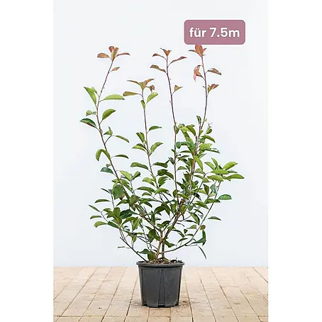 Heijnen Pflanzen  Glanzmispel 60-80 cm - 23 St. für 7.5 Meter