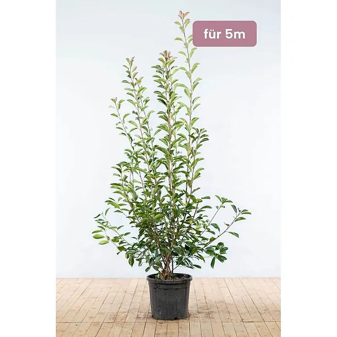 Heijnen Pflanzen Glanzmispel 175-200 cm - 10 St. für 5 Meter - Photinia fraseri 'Red Robin', Topfgröße: 25 cm - Grüne Pflanze im schwarzen Topf, geeignet für eine 5m Hecke.