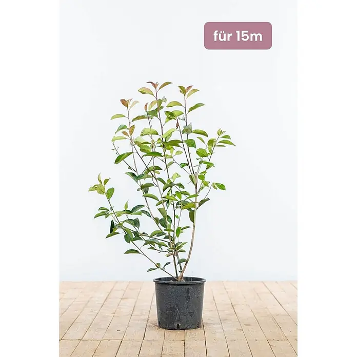 Heijnen Pflanzen Glanzmispel 80-100 cm - 45 St. für 15 Meter - Photinia fraseri 'Red Robin', Topfgröße: 25 cm - Junge Pflanze im schwarzen Topf mit grünen Blättern, geeignet für 15m Hecke.