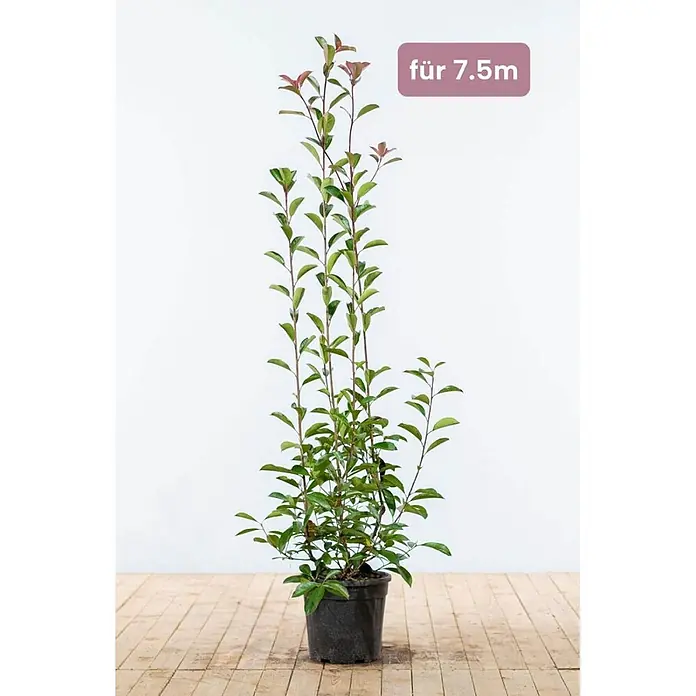 Heijnen Pflanzen Glanzmispel 125-150 cm - 15 St. für 7.5 Meter - Photinia fraseri 'Red Robin', Topfgröße: 25 cm - Hohe, schlanke Topfpflanze mit grünen und roten Blättern, geeignet für 7.5m Pflanzlänge.