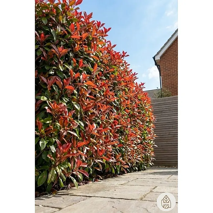 Heijnen Pflanzen Glanzmispel 60-80 cm - 15 St. für 5 Meter - Photinia fraseri 'Red Robin', Topfgröße: 25 cm - Lebhafte rot-grüne Hecke entlang eines gepflasterten Weges, die einem Garten neben einem Gebäude Privatsphäre bietet.