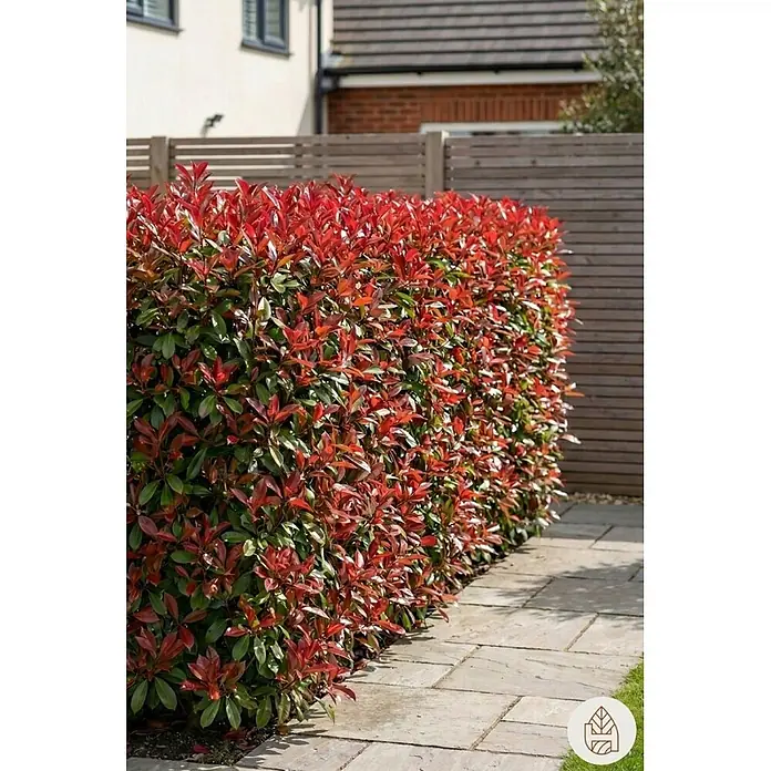Heijnen Pflanzen Glanzmispel 60-80 cm - 15 St. für 5 Meter - Photinia fraseri 'Red Robin', Topfgröße: 25 cm - Üppige Hecke mit leuchtend roten Neuaustrieben und grünen Blättern, sauber geschnitten entlang eines gepflasterten Weges.