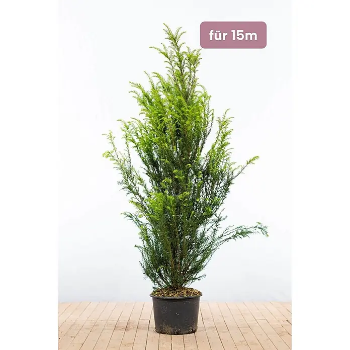 Heijnen Pflanzen Heimische Eibe 140-160 cm - 30 St. für 15 Meter - Taxus baccata, Aktuelle Wuchshöhe: 140 cm - 160 cm - Grüner Nadelbaum in schwarzem Topf, wächst bis 15m hoch.