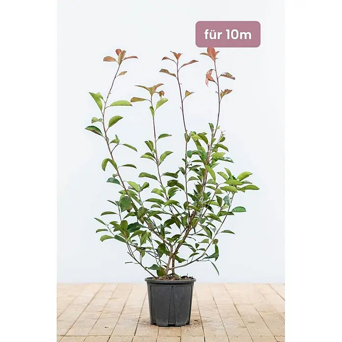 Heijnen Pflanzen Glanzmispel 60-80 cm - 30 St. für 10 Meter - Photinia fraseri 'Red Robin', Topfgröße: 25 cm - Getopfte grüne Pflanze mit rötlichen Blättern, beschriftet mit „für 10m“.