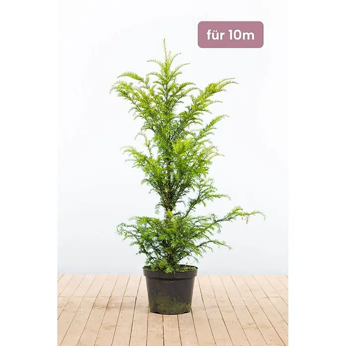 Heijnen Pflanzen Heimische Eibe 100-120 cm - 25 St. für 10 Meter - Taxus baccata, Aktuelle Wuchshöhe: 100 cm - 120 cm - Kleine grüne Koniferenpflanze im Topf, mit „für 10m“-Etikett.
