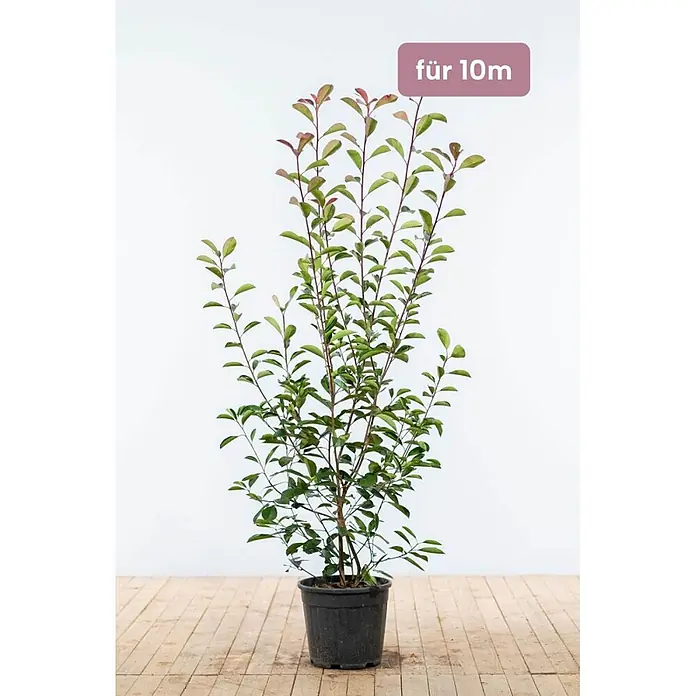 Heijnen Pflanzen Glanzmispel 150-175 cm - 20 St. für 10 Meter - Photinia fraseri 'Red Robin', Topfgröße: 25 cm - Jungpflanze mit grünen und rötlichen Blättern im schwarzen Topf, geeignet für 10m.