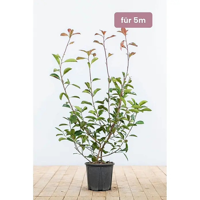Heijnen Pflanzen Glanzmispel 60-80 cm - 15 St. für 5 Meter - Photinia fraseri 'Red Robin', Topfgröße: 25 cm - Topfpflanze mit grünen und rötlichen Blättern im schwarzen Topf, beschriftet mit 'für 5m'.