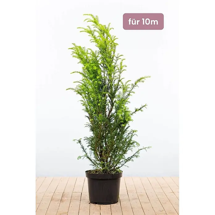 Heijnen Pflanzen Heimische Eibe 120-140 cm - 20 St. für 10 Meter - Taxus baccata, Aktuelle Wuchshöhe: 120 cm - 140 cm - Getopfte grüne Konifere in schwarzem Topf, geeignet für 10m.