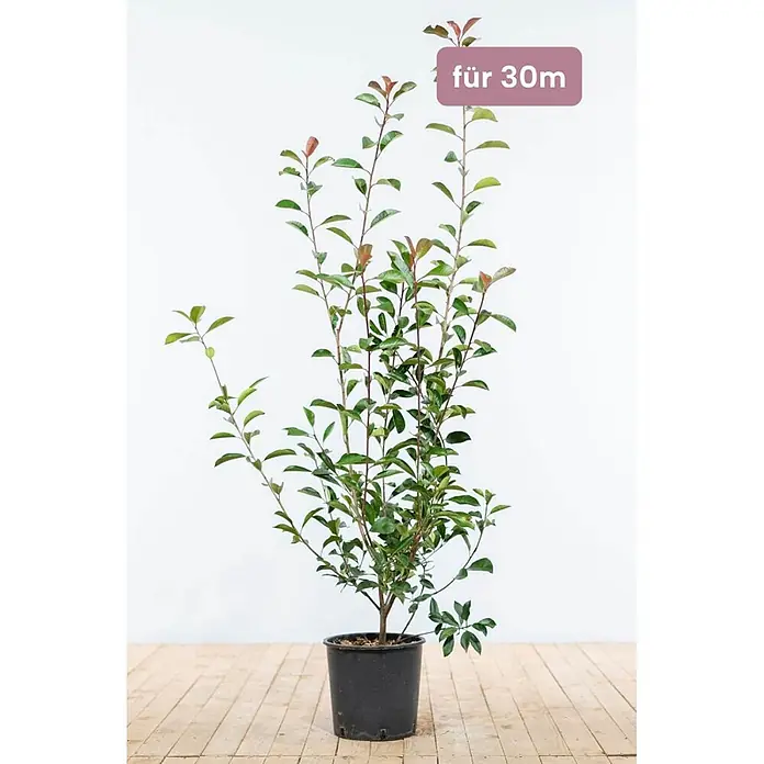 Heijnen Pflanzen Glanzmispel 100-125 cm - 75 St. für 30 Meter - Photinia fraseri 'Red Robin', Topfgröße: 25 cm - Junge Pflanze mit grünen Blättern und rötlichem Neuaustrieb im schwarzen Plastiktopf.