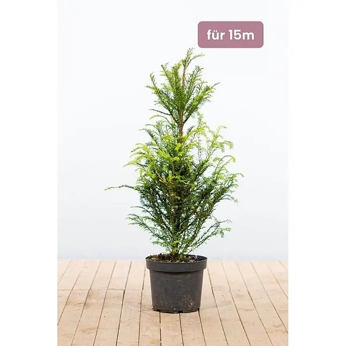 Heijnen Pflanzen Heimische Eibe 80-100 cm - 45 St. für 15 Meter - Taxus baccata, Aktuelle Wuchshöhe: 80 cm - 100 cm - Kleiner Nadelbaum in schwarzem Topf, geeignet für Höhen bis 15m.