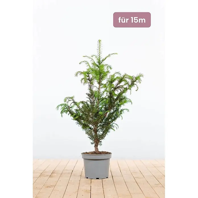 Heijnen Pflanzen Heimische Eibe 60-80 cm - 45 St. für 15 Meter - Taxus baccata, Aktuelle Wuchshöhe: 60 cm - 80 cm - Junger grüner Nadelbaum im grauen Topf mit Text-Overlay 'für 15m'.