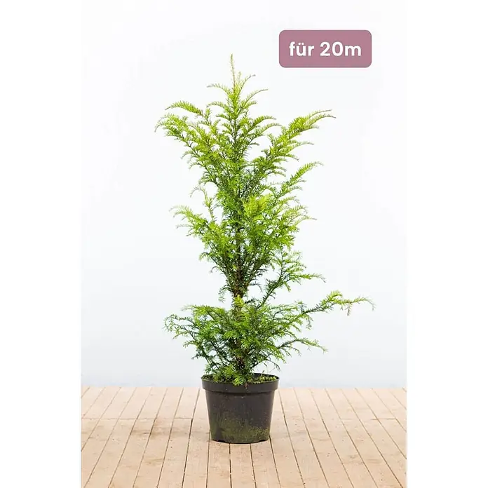 Heijnen Pflanzen Heimische Eibe 100-120 cm - 50 St. für 20 Meter - Taxus baccata, Aktuelle Wuchshöhe: 100 cm - 120 cm - Kleiner grüner Nadelbaum im schwarzen Topf, mit rosafarbenem Etikett 'für 20m'.