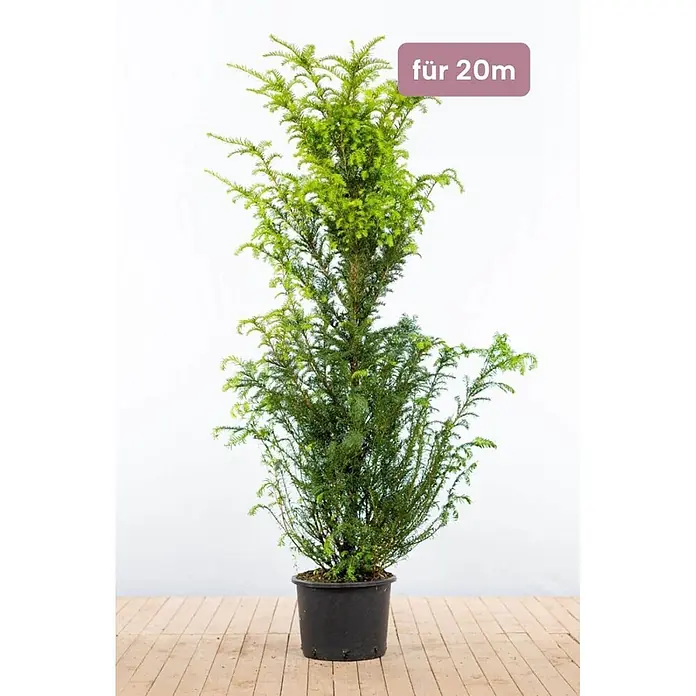 Heijnen Pflanzen Heimische Eibe 160-180 cm - 40 St. für 20 Meter - Taxus baccata, Aktuelle Wuchshöhe: 160 cm - 180 cm - Im Topf gepflanzter immergrüner Nadelbaum mit dunklem und hellem Grün in schwarzem Topf, beschriftet 'für 20m'.