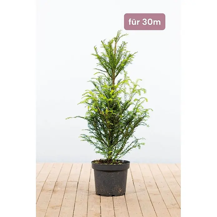 Heijnen Pflanzen Heimische Eibe 80-100 cm - 90 St. für 30 Meter - Taxus baccata, Aktuelle Wuchshöhe: 80 cm - 100 cm - Kleiner grüner Nadelbaum im schwarzen Topf.