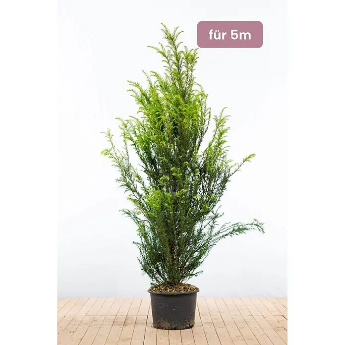 Heijnen Pflanzen Heimische Eibe 140-160 cm - 10 St. für 5 Meter - Taxus baccata, Aktuelle Wuchshöhe: 140 cm - 160 cm - Grüne Konifere im schwarzen Topf auf Holzboden, beschriftet mit 'für 5m'.