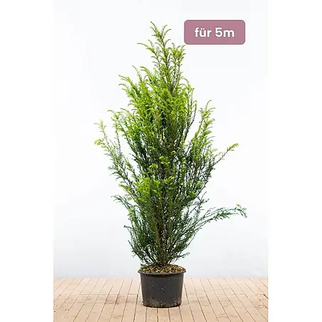 Heijnen Pflanzen  Heimische Eibe 140-160 cm - 10 St. für 5 Meter