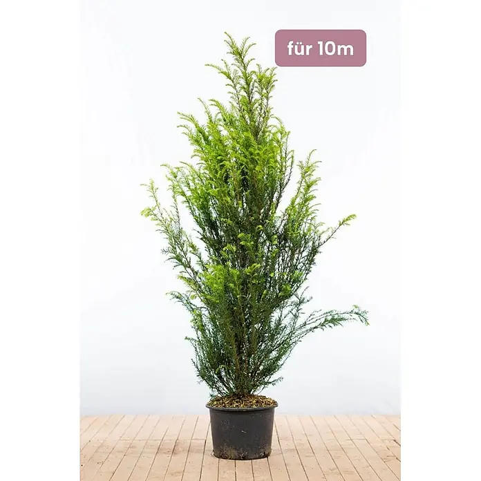 Heijnen Pflanzen Heimische Eibe 140-160 cm - 20 St. für 10 Meter - Taxus baccata, Aktuelle Wuchshöhe: 140 cm - 160 cm - Im Topf gewachsene grüne Eibenpflanze in schwarzem Behälter, geeignet für 10m Höhe oder Hecke.