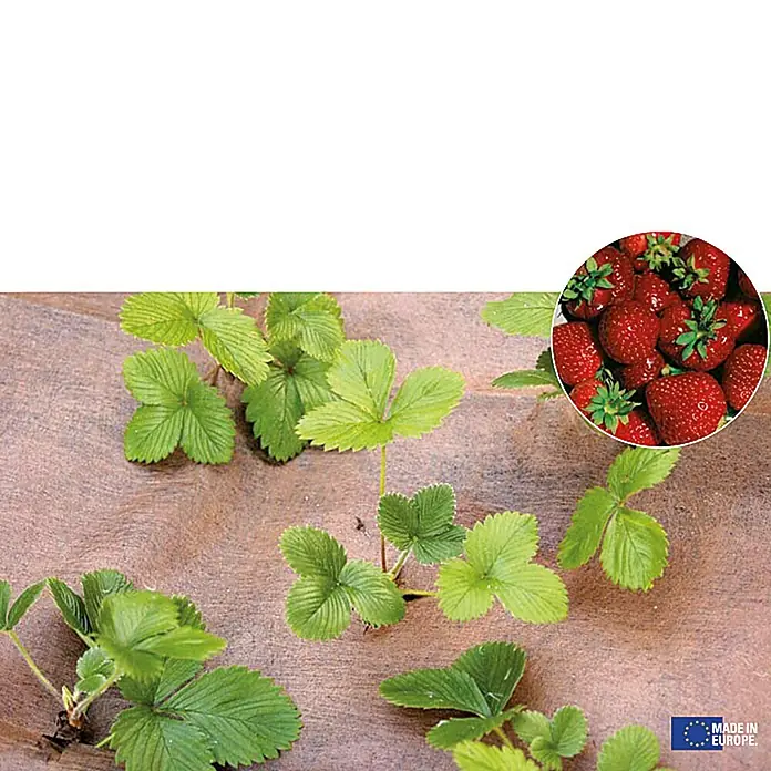Gardol Erdbeervlies - 1 x 5 m - Nahaufnahme von Erdbeerpflanzen, die durch eine braune Bodendeckfolie wachsen, mit einem Bild von roten Erdbeeren.
