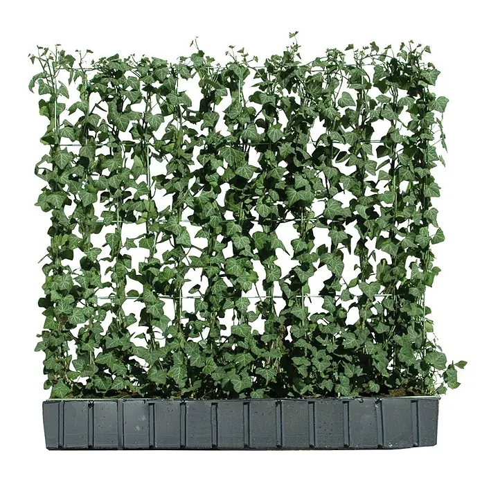 Helix Fertighecke Hecke am laufenden Meter® - Hecke Hedera helix 'Woerneri', 120 x 20 x 100 cm - Künstliche grüne Efeuhecke in einem dunkelgrauen Pflanzkübel als dekorativer Sichtschutz.