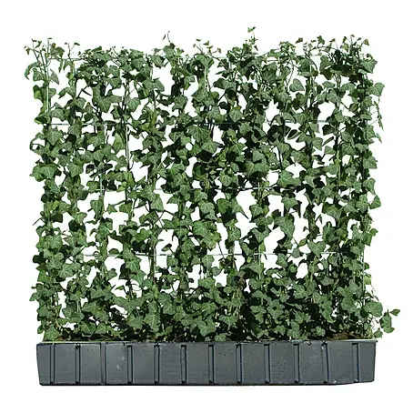 Helix  Fertighecke Hecke am laufenden Meter®