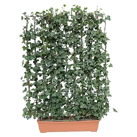 Helix  Fertighecke Hecke am laufenden Meter® Balkon