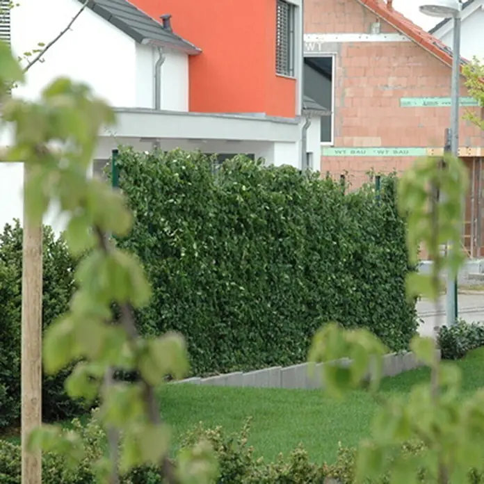 Helix Fertighecke Hecke am laufenden Meter® - Euonymus fort. 'Coloratus', 120 x 20 x 180 cm - Dichte grüne Hecke als natürlicher Sichtschutz im Garten.