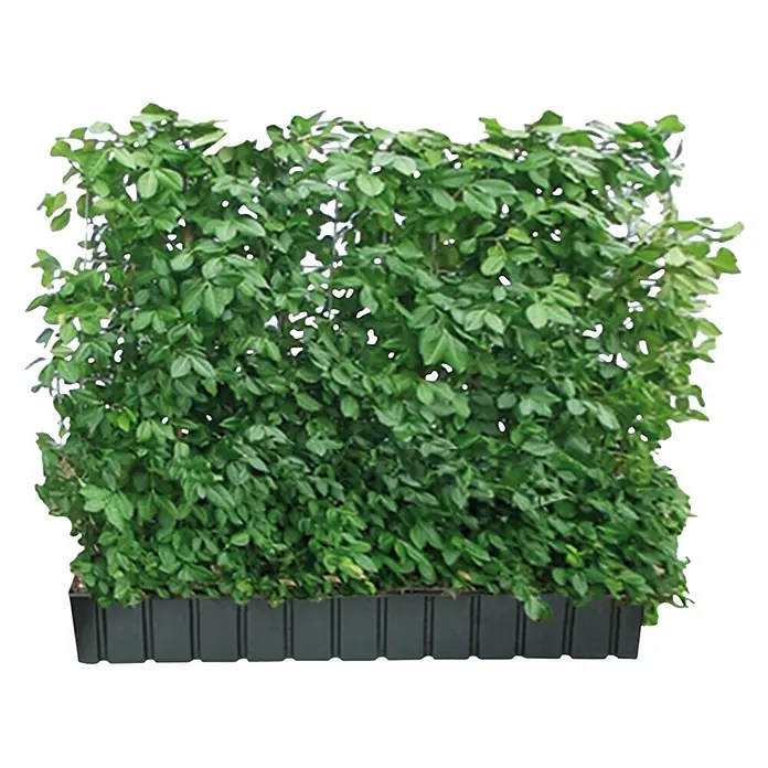 Helix Fertighecke Hecke am laufenden Meter® - Hecke Euonymus fort. 'Coloratus', 120 x 20 x 100 cm - Grünes Kunstpflanzenpaneel in einer schwarzen Modultasse.