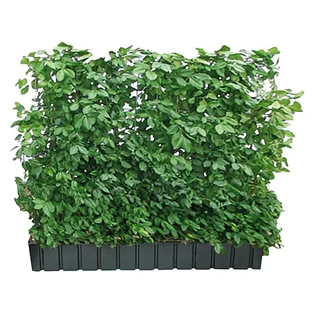 Helix  Fertighecke Hecke am laufenden Meter®