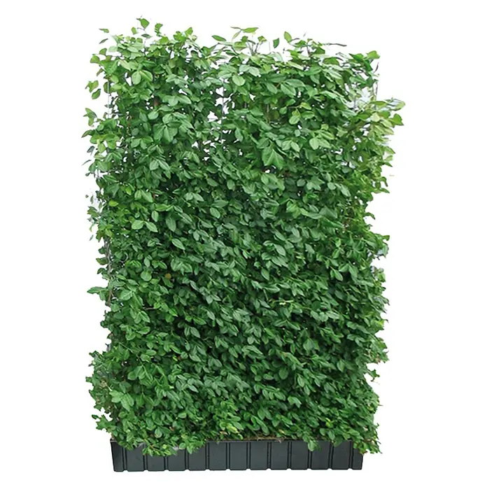 Helix Fertighecke Hecke am laufenden Meter® - Euonymus fort. 'Coloratus', 120 x 20 x 180 cm - Grünes Blätterwand-Element in dunklem Pflanzgefäß, als modularer Sichtschutz oder Vertikalbeet.