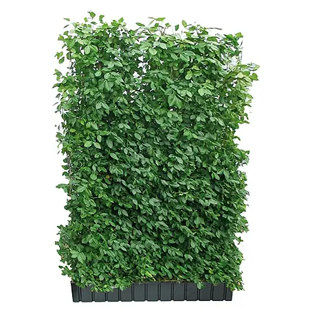 Helix  Fertighecke Hecke am laufenden Meter®