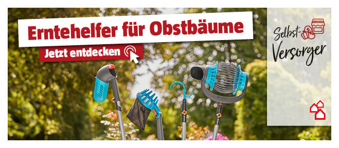 Obst wird mithilfe von Erntehelfern vom Baum geerntet