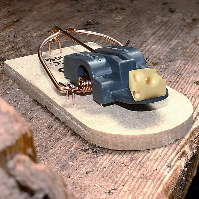 Swissinno SuperCat Mausefalle - Schlagfalle, Holz, 2 Stk. - Nahaufnahme einer Mausefalle mit einem Stück Käse darauf, auf einem Holztisch platziert.