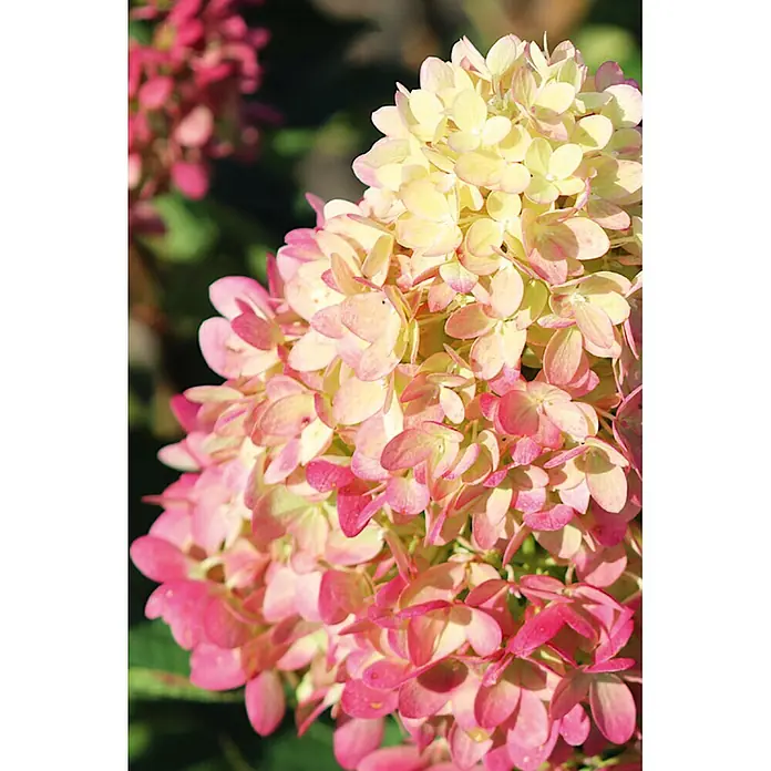 Piardino Hortensie - Hydrangea paniculata verschiedene Sorten - Hortensienblüten in Übergangsfarben von Cremegelb zu leuchtendem Rosa und Magenta.