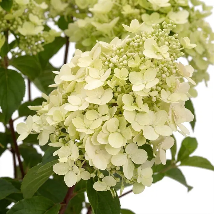Piardino Hortensie - Hydrangea paniculata verschiedene Sorten - Nahaufnahme von hellgrün-weißen Hortensienblüten und Knospen mit grünen Blättern.