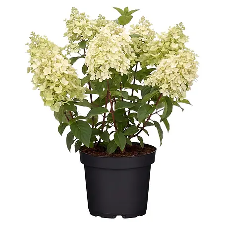 Piardino  Hortensie