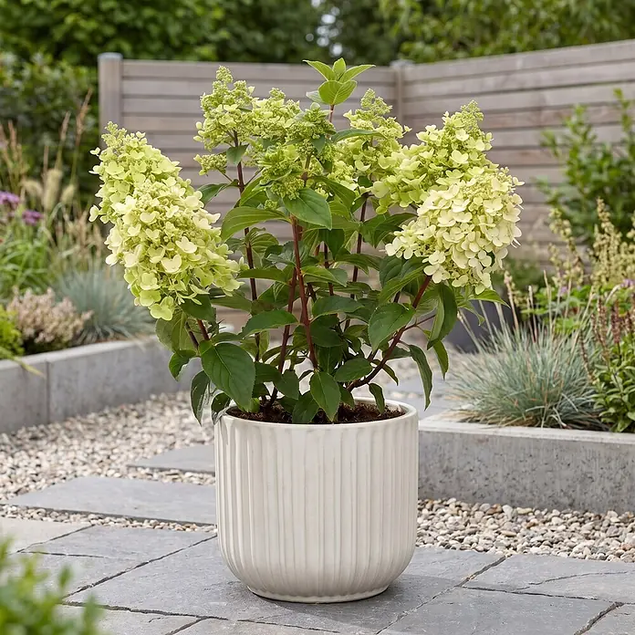 Piardino Hortensie - Hydrangea paniculata verschiedene Sorten - Limettengrüne Hortensie in geriffeltem Cremetopf, auf Steinplatten im Garten platziert.