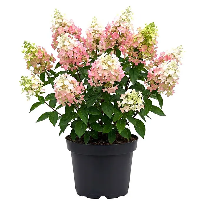Piardino Hortensie - Hydrangea paniculata verschiedene Sorten - Eine lebendige Hortensienpflanze mit rosa-weißen Blüten und grünen Blättern in einem schwarzen Topf.