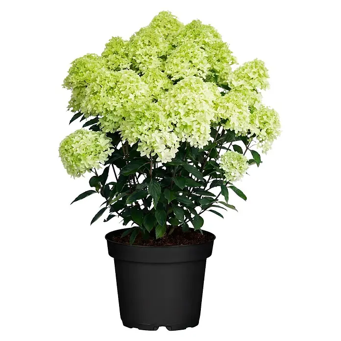Piardino Hortensie - Hydrangea paniculata verschiedene Sorten - Topfpflanze mit üppigen hellgrünen Blüten in einem schwarzen Topf.