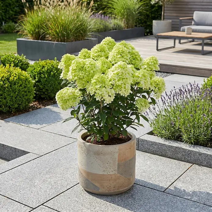 Piardino Hortensie - Hydrangea paniculata verschiedene Sorten - Eine leuchtend hellgrüne Hortensienpflanze in einem dekorativen grau-beigen geometrisch gemusterten Topf auf einer modernen Terrasse.