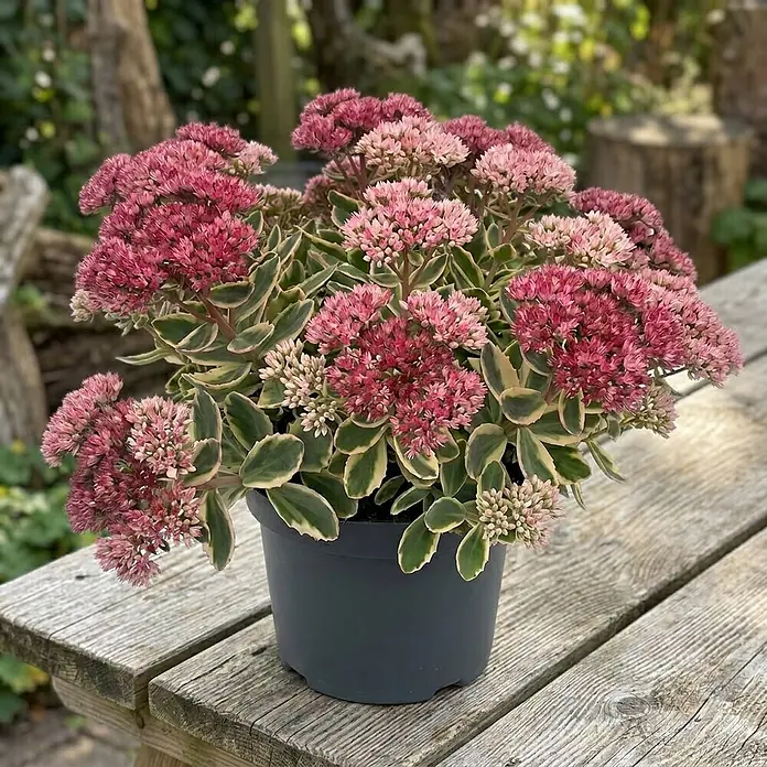 Piardino Garten-Fettblatt - Sedum telephium 'La Vie en Rose', Topfgröße: 13 cm, Rosa - Topfpflanze mit üppigen rosa-roten Blüten und auffällig panaschierten Blättern, präsentiert auf einem rustikalen Holztisch.