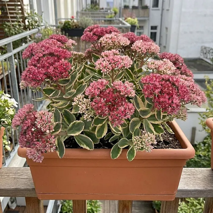 Piardino Garten-Fettblatt - Sedum telephium 'La Vie en Rose', Topfgröße: 13 cm, Rosa - Terrakottafarbener Kunststoff-Pflanzkasten mit pinkfarbenen Sedumblüten auf einem Holzgeländer.