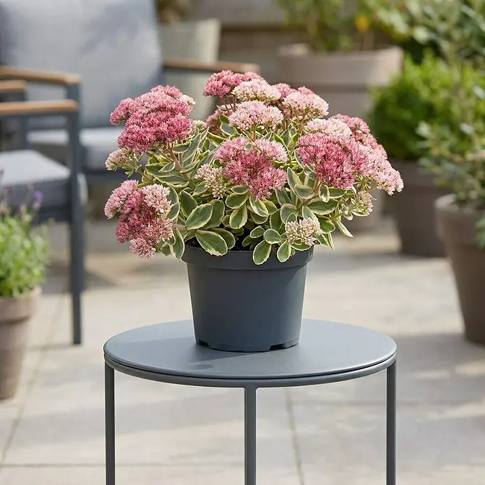 Piardino Garten-Fettblatt - Sedum telephium 'La Vie en Rose', Topfgröße: 13 cm, Rosa - Kleiner runder, dunkelgrauer Beistelltisch auf einer Terrasse mit Topfpflanze und rosa Blüten.