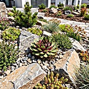 Sempervivum in Keramik 0