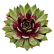 Sempervivum in Keramik 0