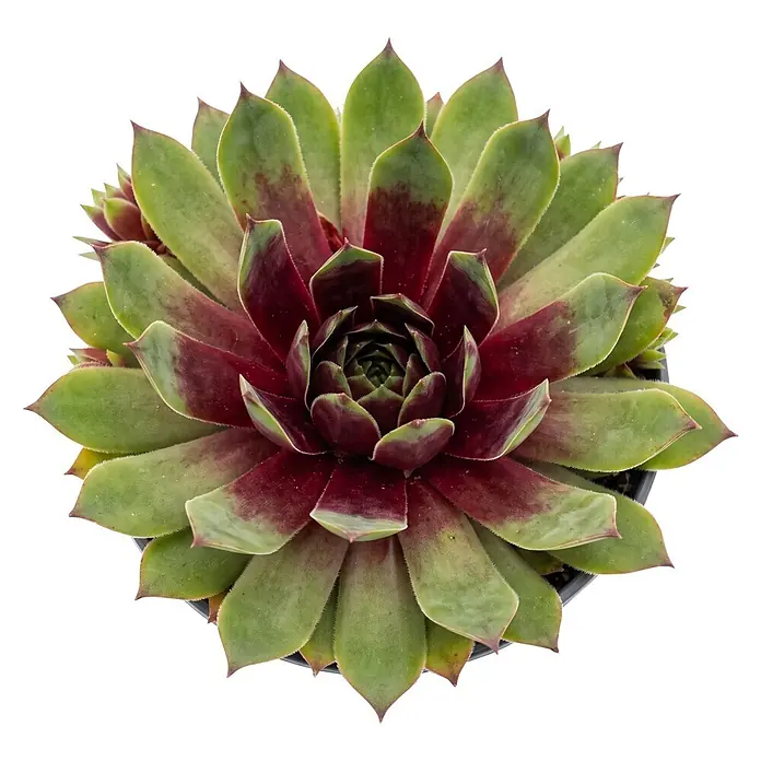 Piardino Hauswurz - Sempervivum Hybride 'Toetie Froeties® Mojito', Topfgröße: 13 cm, Hellgrün/Rot - Sukkulente Pflanze mit einer sternförmigen Rosette aus grünen und rot-violetten Blättern.