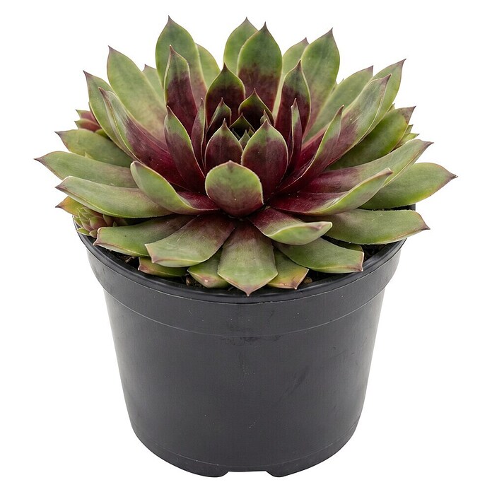 Sempervivum in Keramik 0