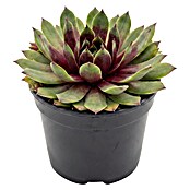 Sempervivum in Keramik 0