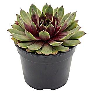 Piardino Hauswurz (Sempervivum Hybride 'Toetie Froeties® Mojito', Topfgröße: 13 cm, Hellgrün/Rot)